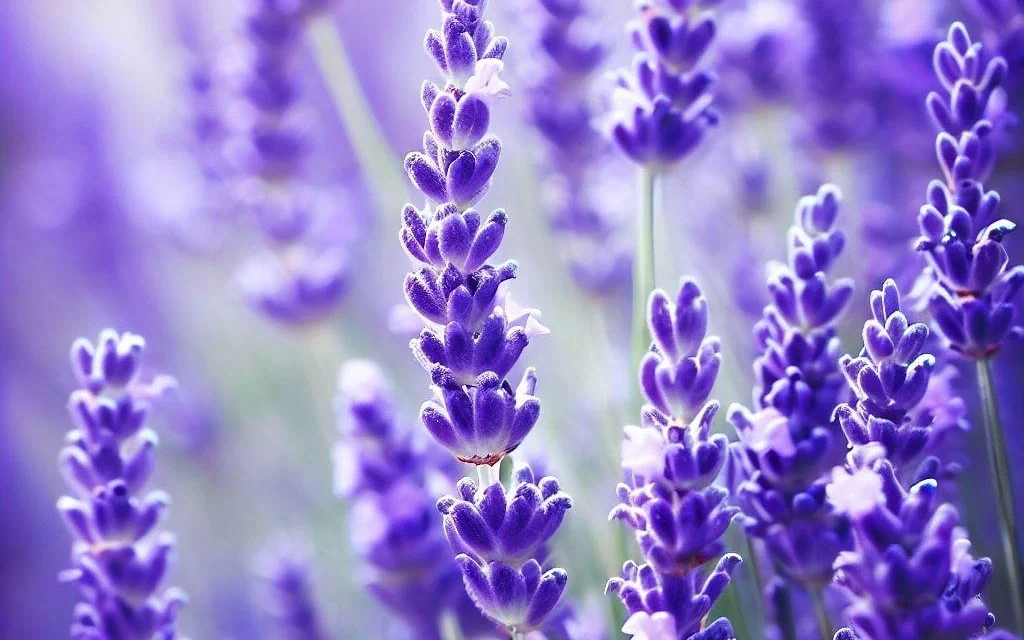 Lavendel: kasvatamine ja hooldamine, täielik juhend