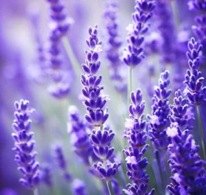 Lavendel: kasvatamine ja hooldamine, täielik juhend