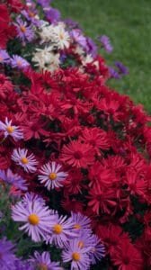 Sügisvärvide sümfoonia: Aster aias