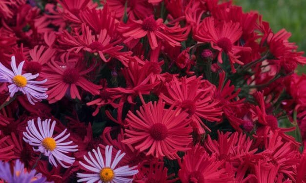 Sügisvärvide sümfoonia: Aster aias