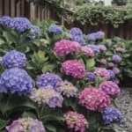 Hortensia – Eesti Aedade Kuninganna