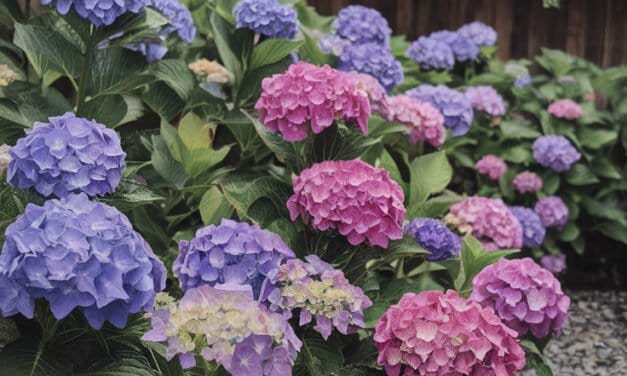 Hortensia – Eesti Aedade Kuninganna