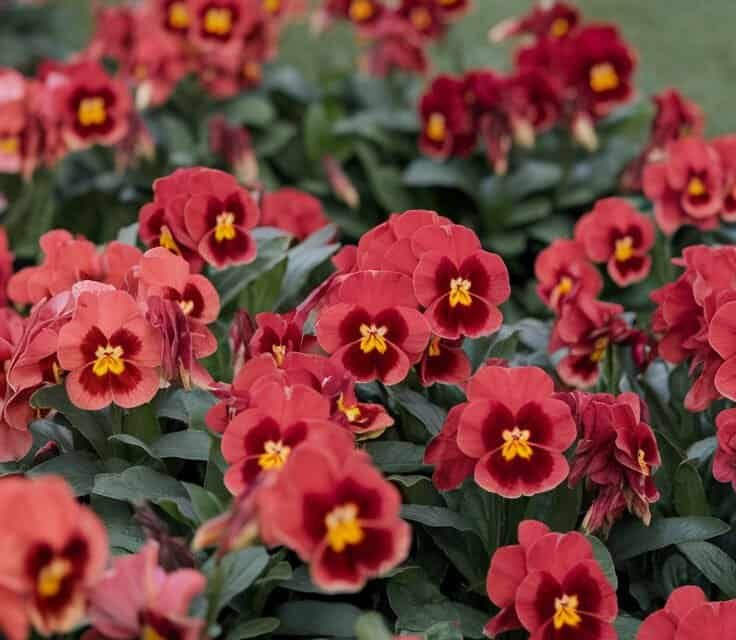 Priimula – Eestimaa kevade värvipuhang