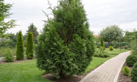 Elupuu – Aedade Igihaljas Sammastik ja Mitmekülgne Kaaslane