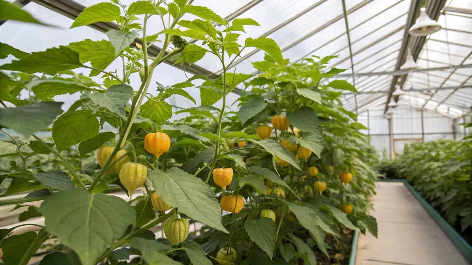 Füüsal – Lummav Laternatetega Taim Sinu Aias ja Köögis