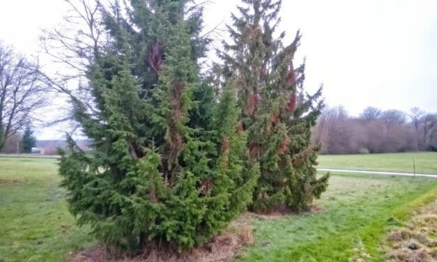 Kadakas – Eesti Looduse Sitke Sümbol