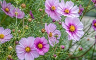 Kosmos – Kergesti Kasvatatav Päikesearmastaja