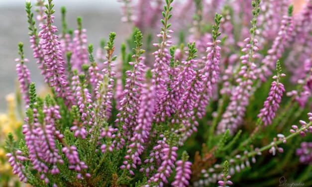 Kanarbik – Põhjamaine Kaunitar Aias ja Looduses