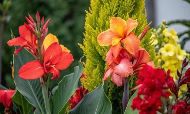 Kanna – Troopiline Iludus Sinu Aias