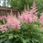 Astilbe: Värvikas ja Vastupidav Varjuaia Kaunistus