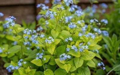 Brunnera – Varjuaia Südamekujuline Pärl