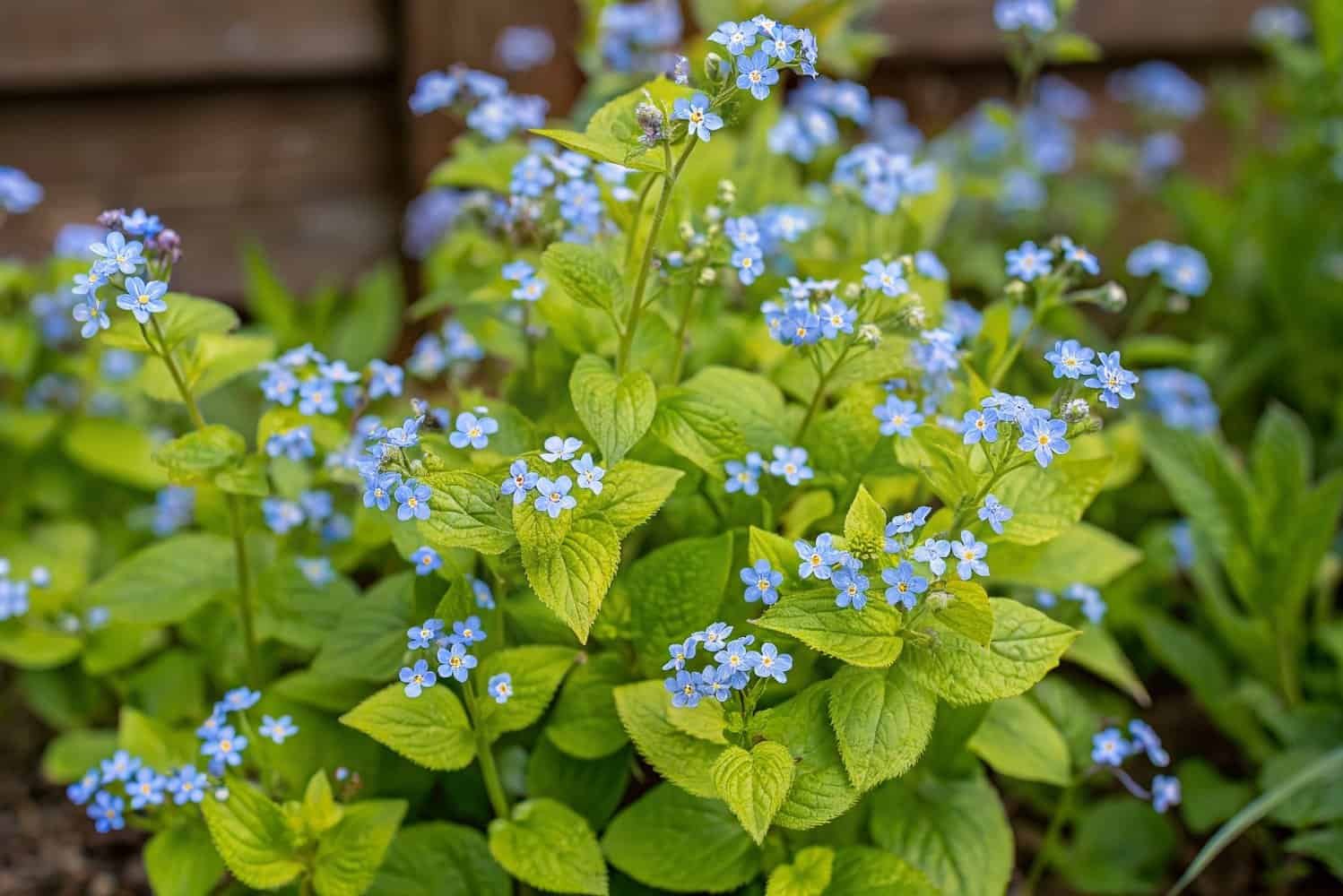 Brunnera – Varjuaia Südamekujuline Pärl